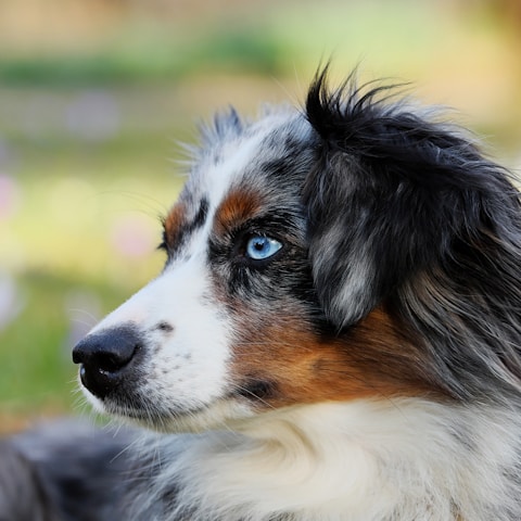 Australian Shepherd
