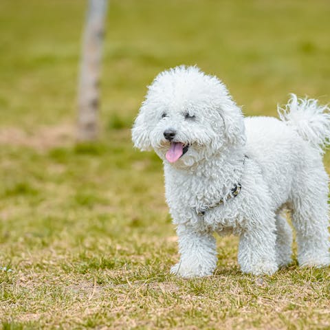 Coton de Tuléar