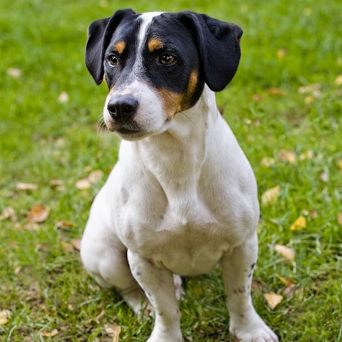 Jack Russell terriër