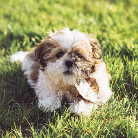 Shih Tzu