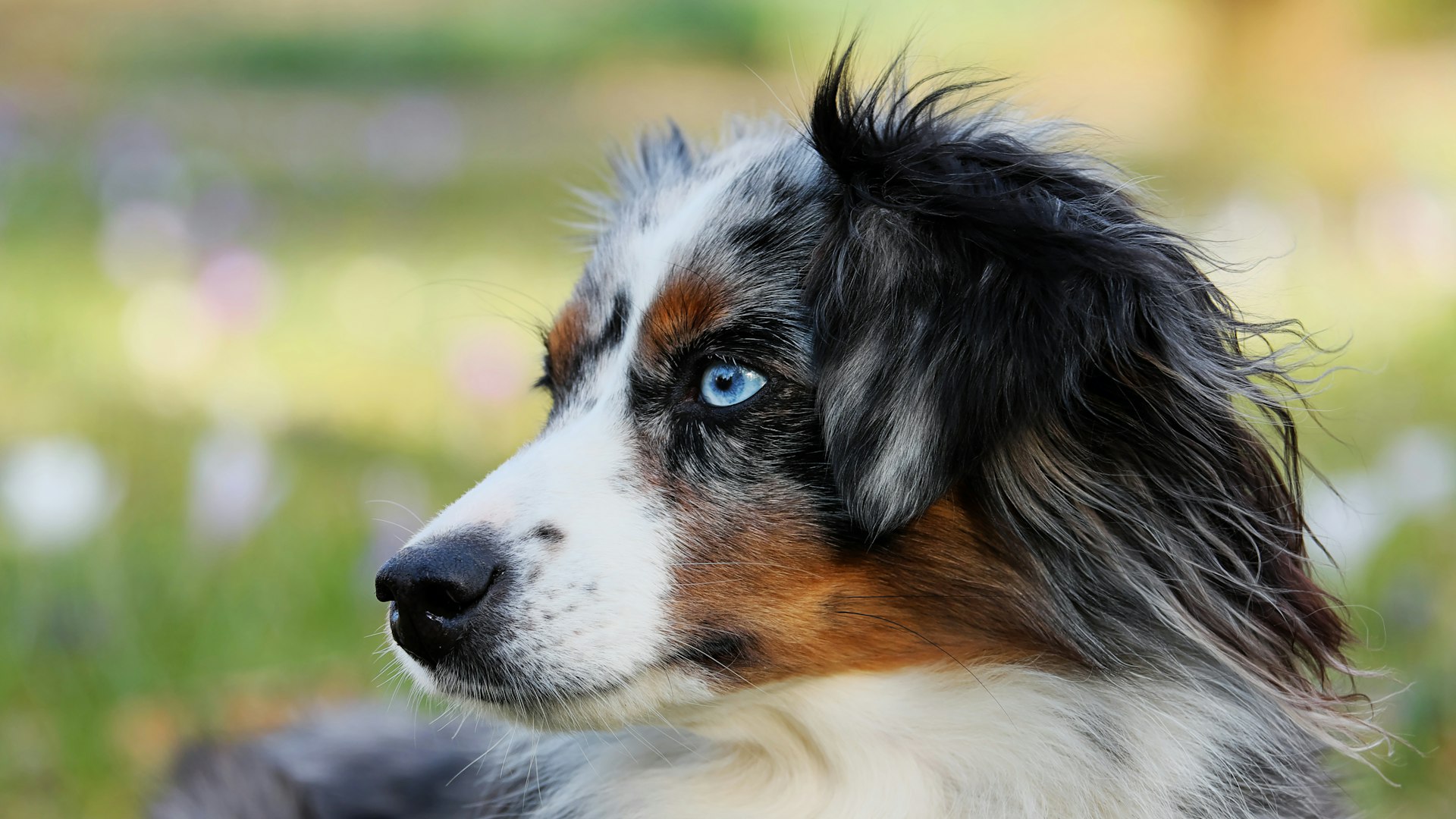 Australian Shepherd