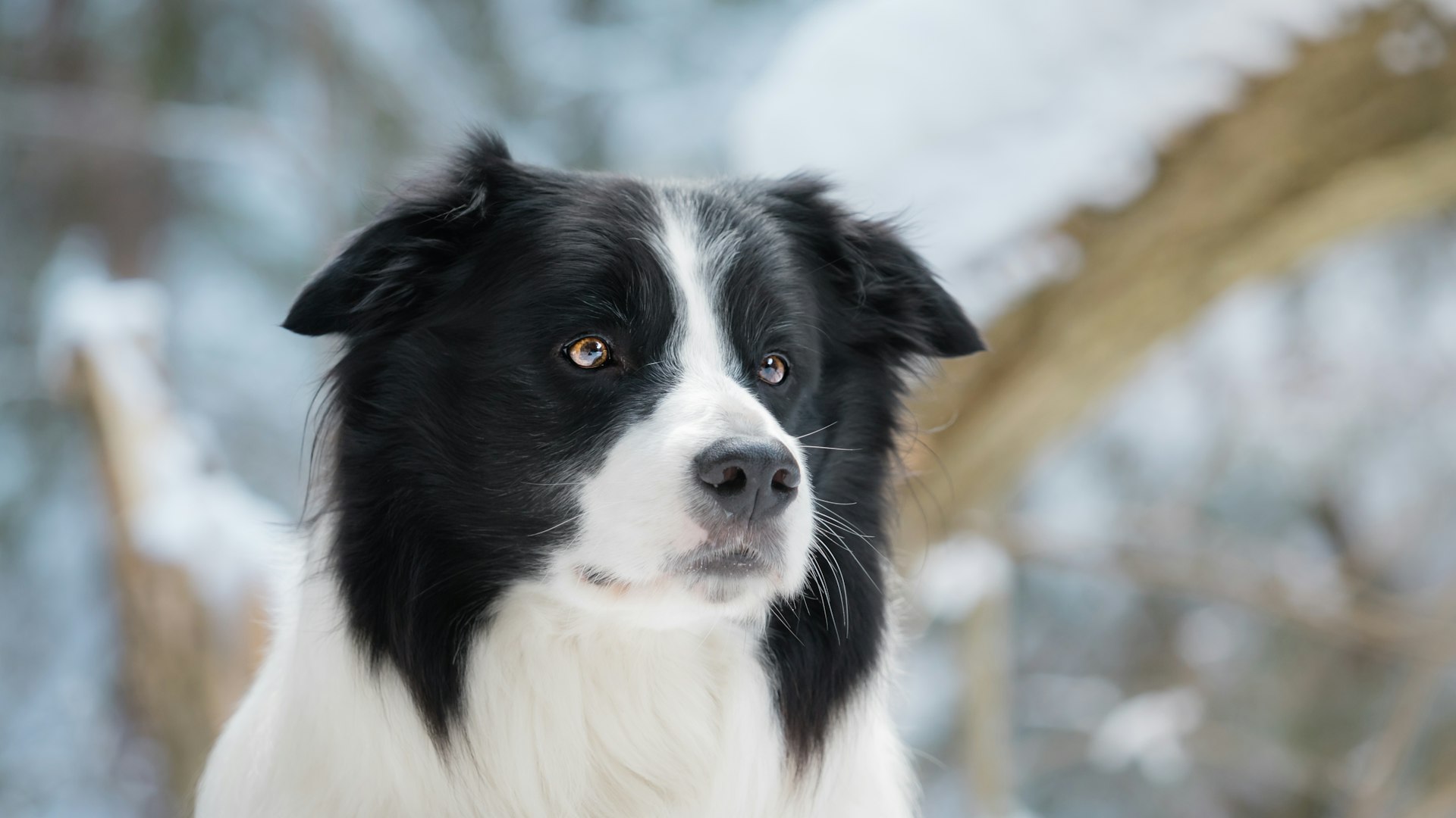 Border Collie met zwart-witte vacht staat alert en klaar om te bewegen