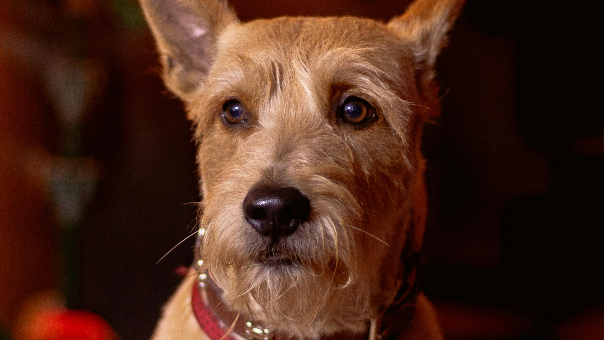 Cairn Terriër met ruige zandkleurige vacht staat alert in een tuin