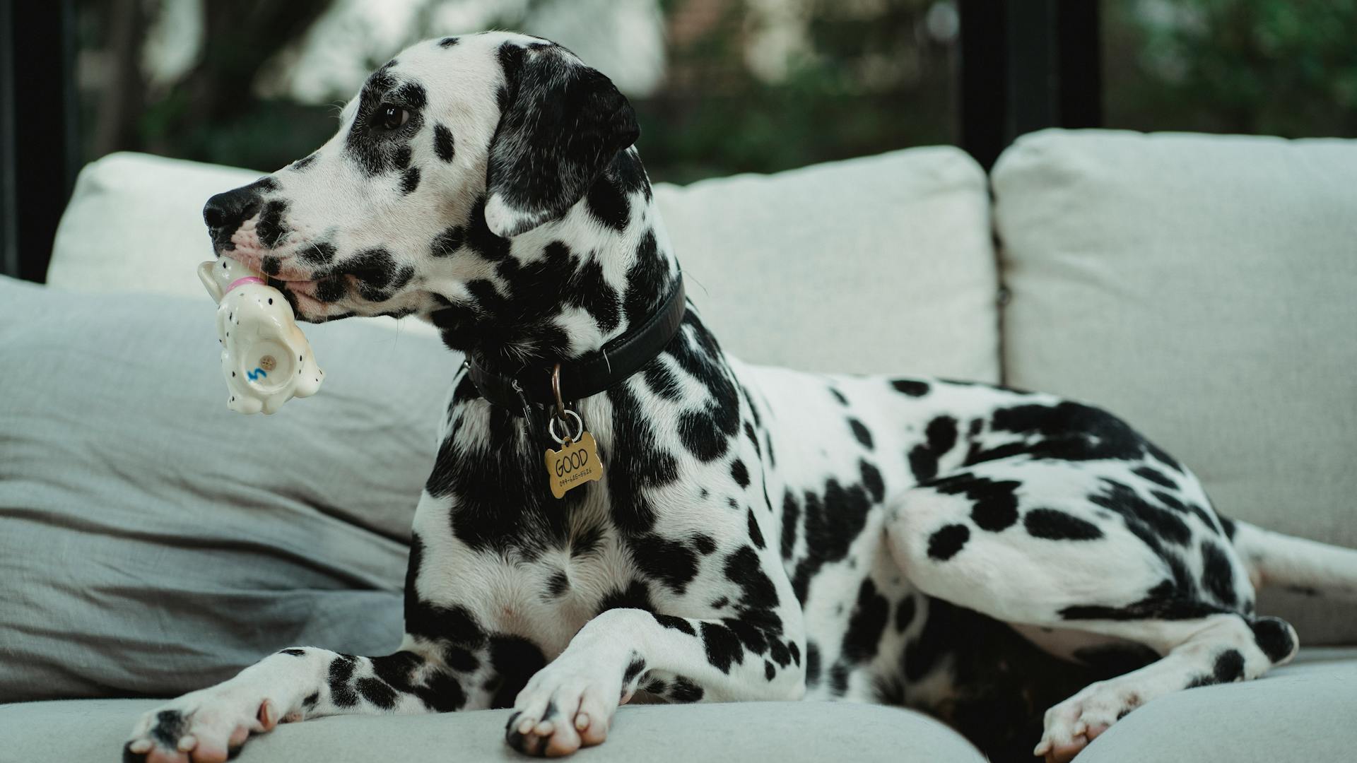 Dalmatiër met witte vacht en zwarte vlekken loopt energiek over een open pad