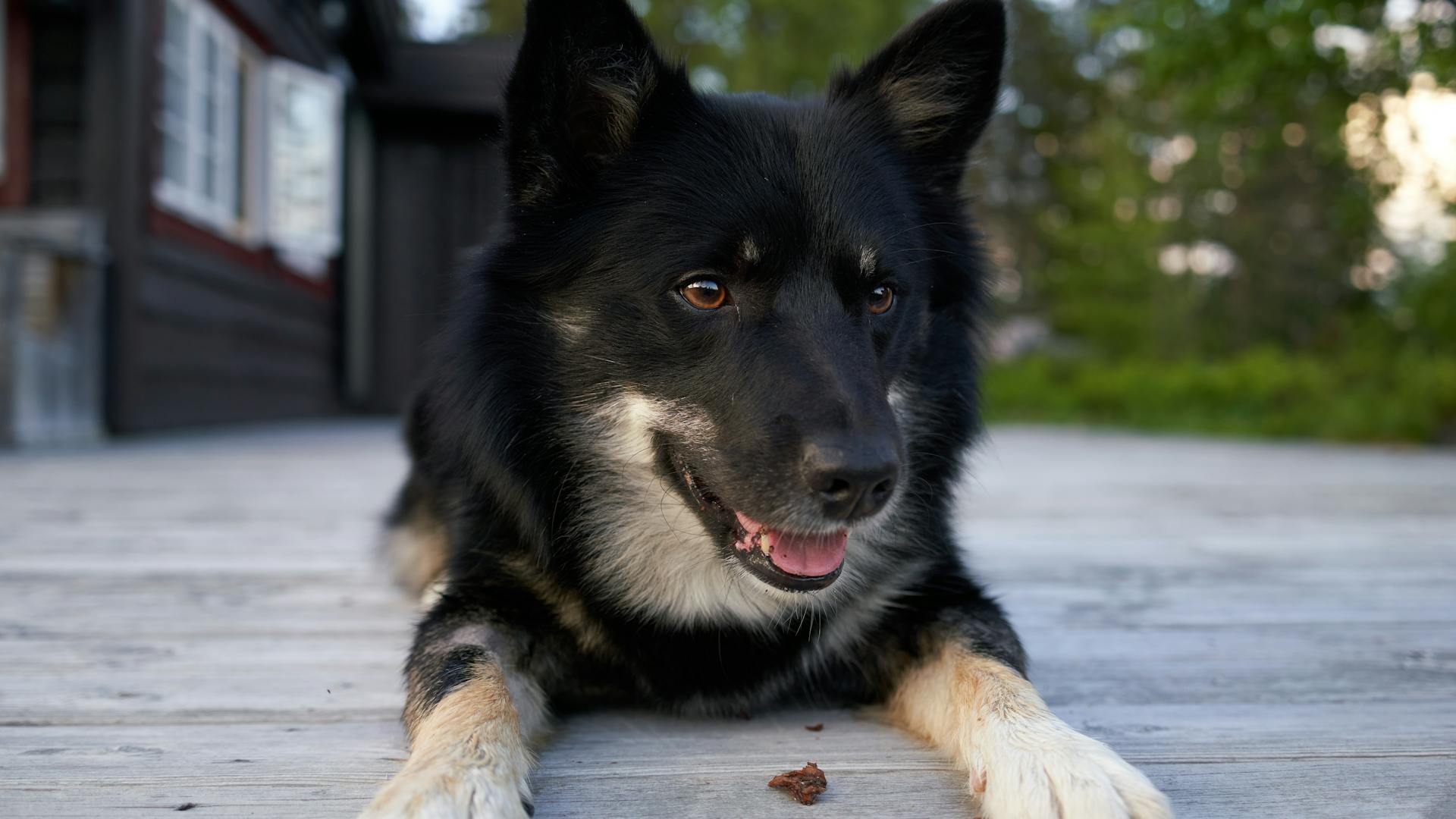 Duitse herder met zwart-bruine vacht staat waakzaam en trots in een weide