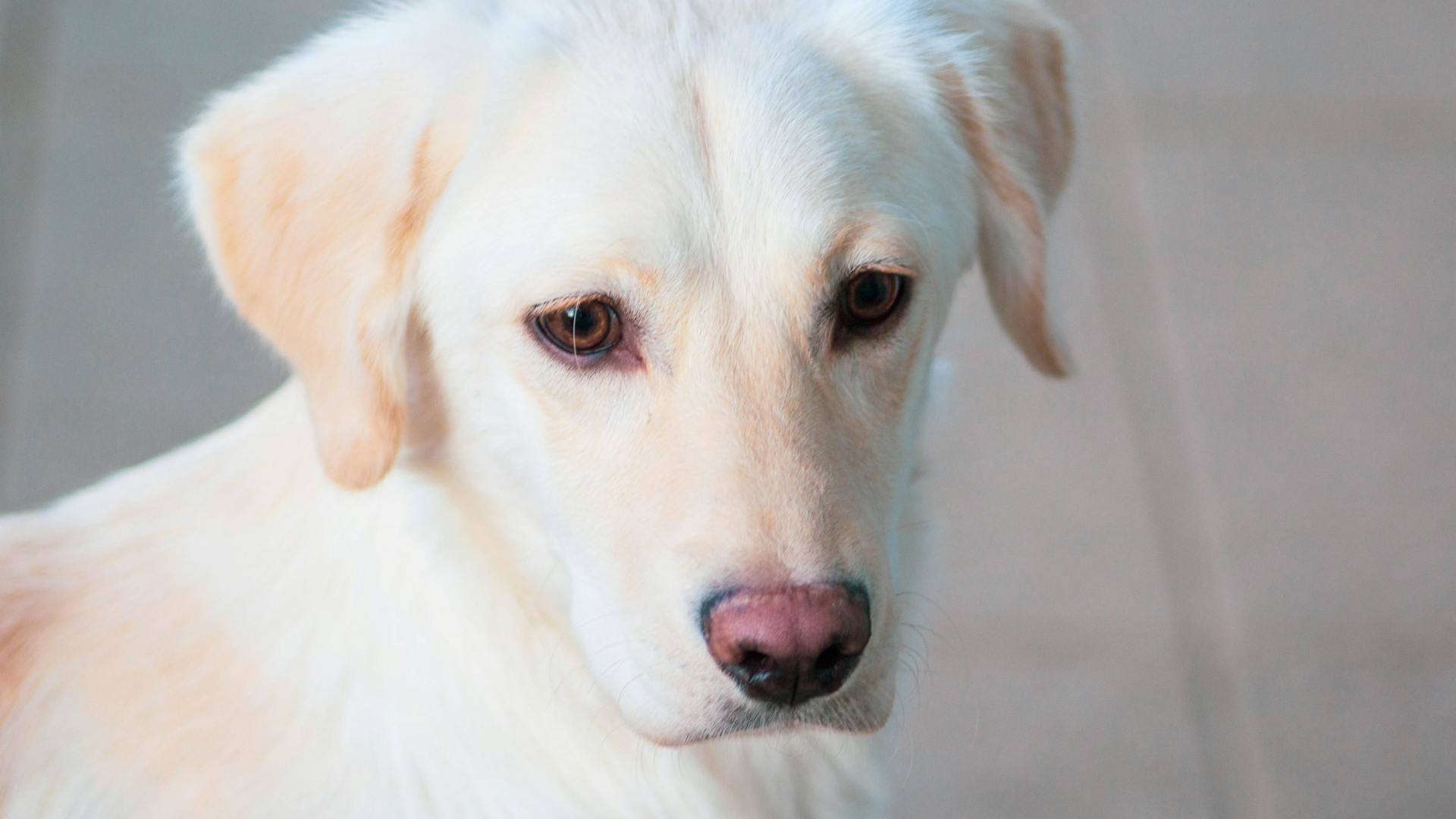Flatcoated retriever met glanzende zwarte vacht staat vrolijk en speels buiten