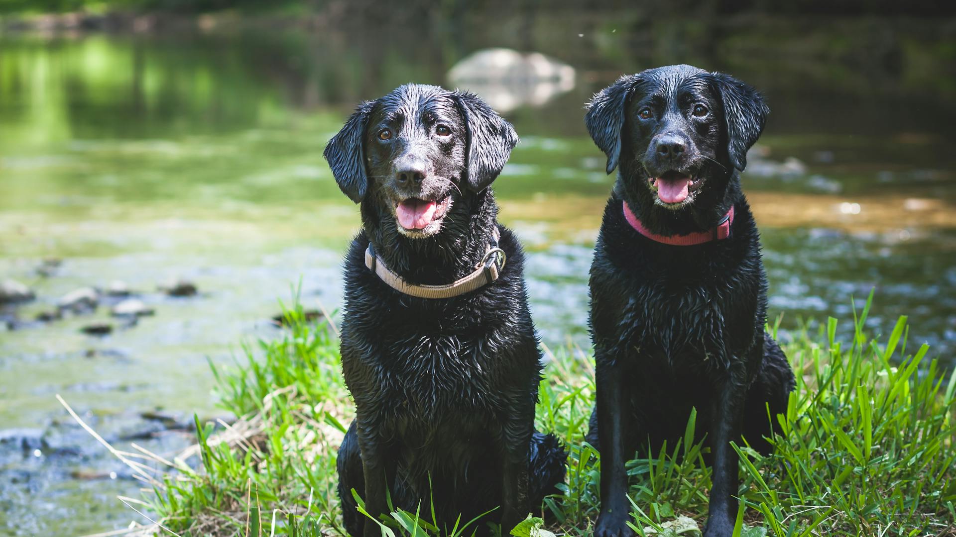 Labrador Retriever met gele vacht rent vrolijk en energiek over een groen veld