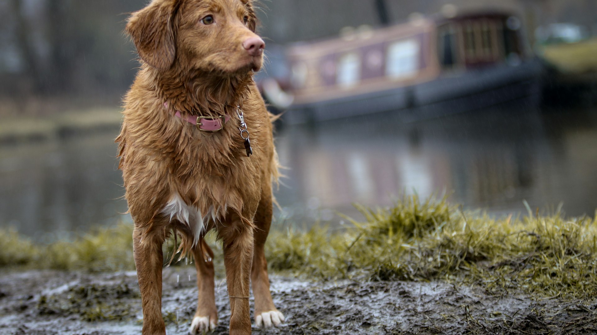 Nova Scotia duck tolling retriever met koperrode vacht staat waakzaam in de natuur