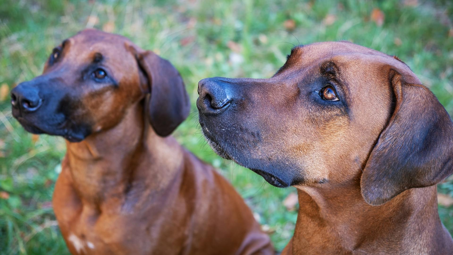 Rhodesian Ridgeback met korte bruine vacht staat krachtig en atletisch in de buitenlucht