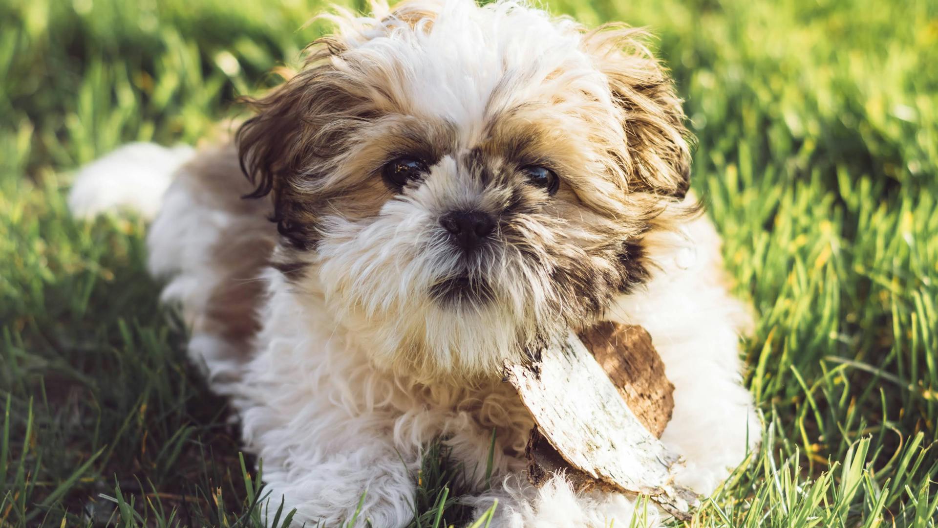 Shih Tzu met lange zijdeachtige vacht en vriendelijke ogen kijkt vrolijk de camera in