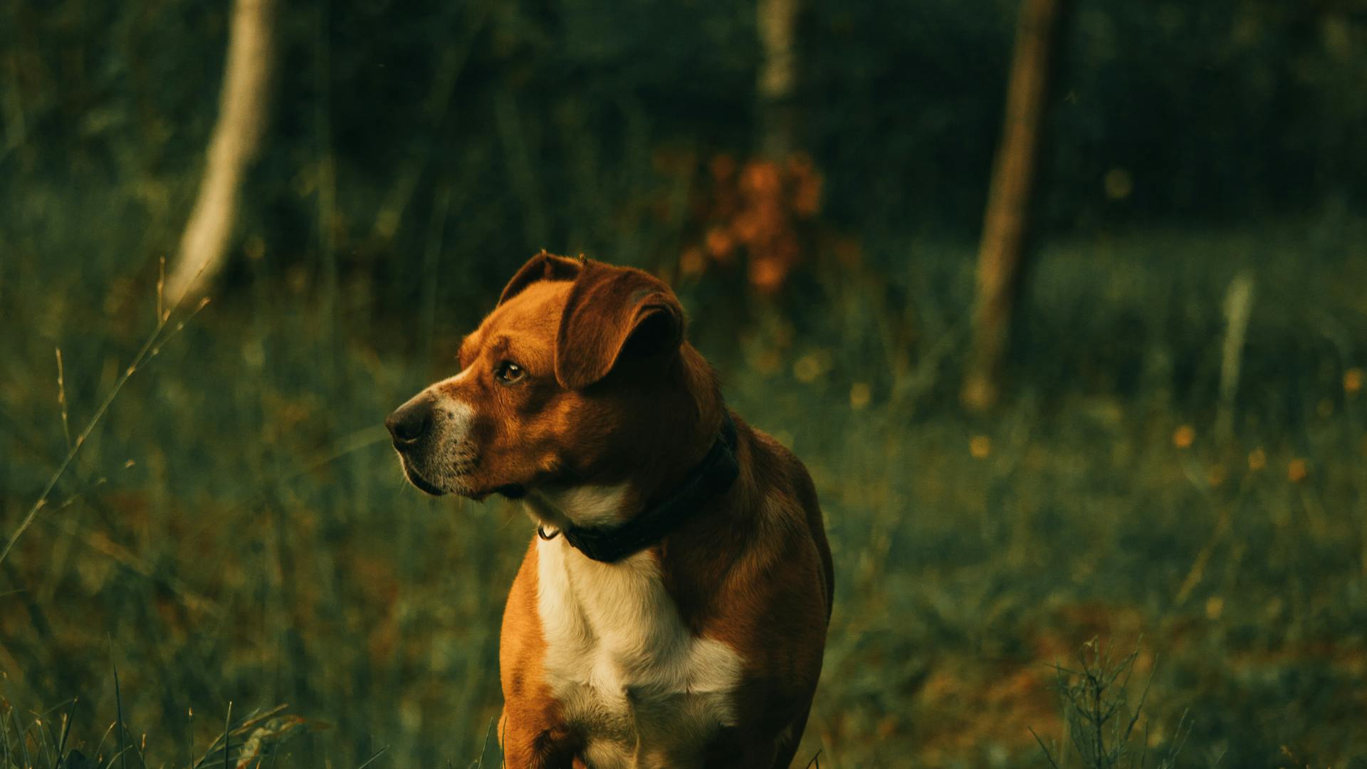Staffordshire Bull Terriër