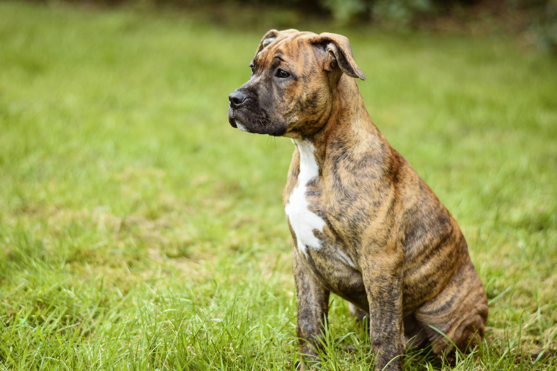 Boxer hond in het park