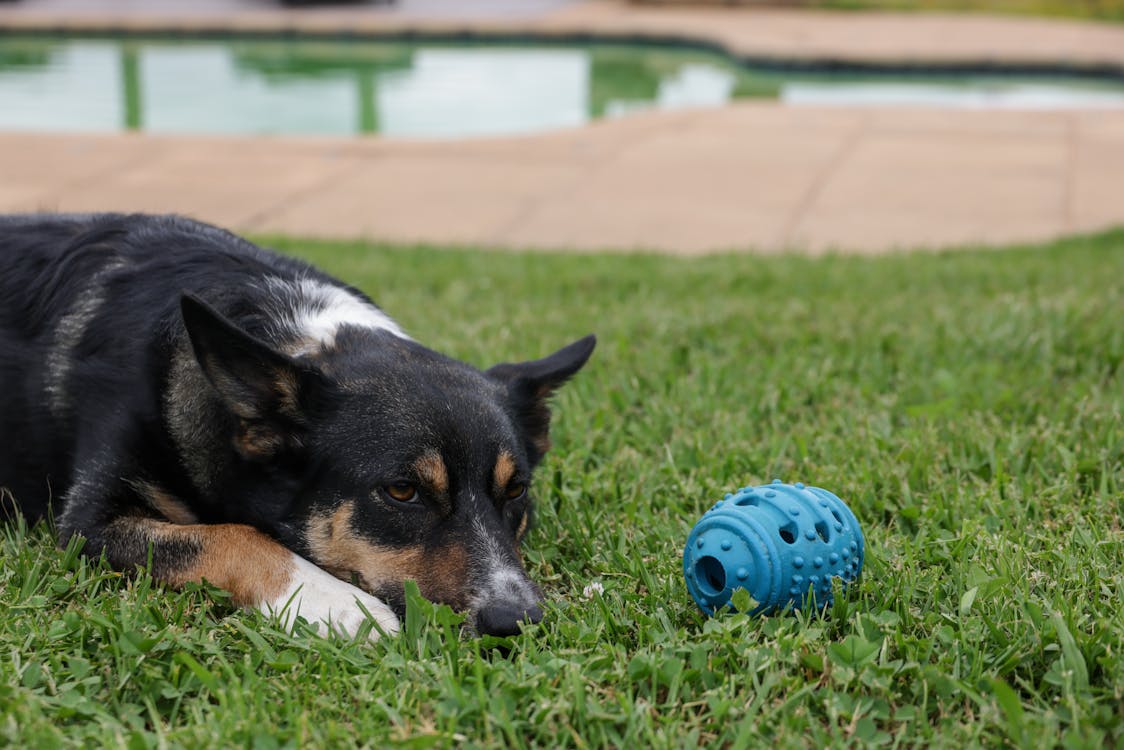 Border collie rust uit met speelgoed in het gras na een enrichment-sessie