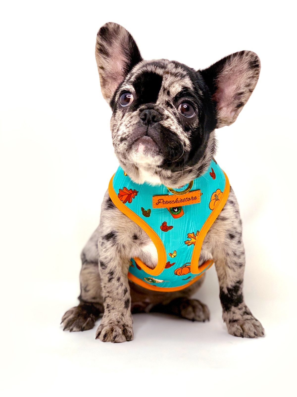 Franse bulldog die een Y-tuig draagt — borsttuig is belangrijk voor kortsnuitige honden