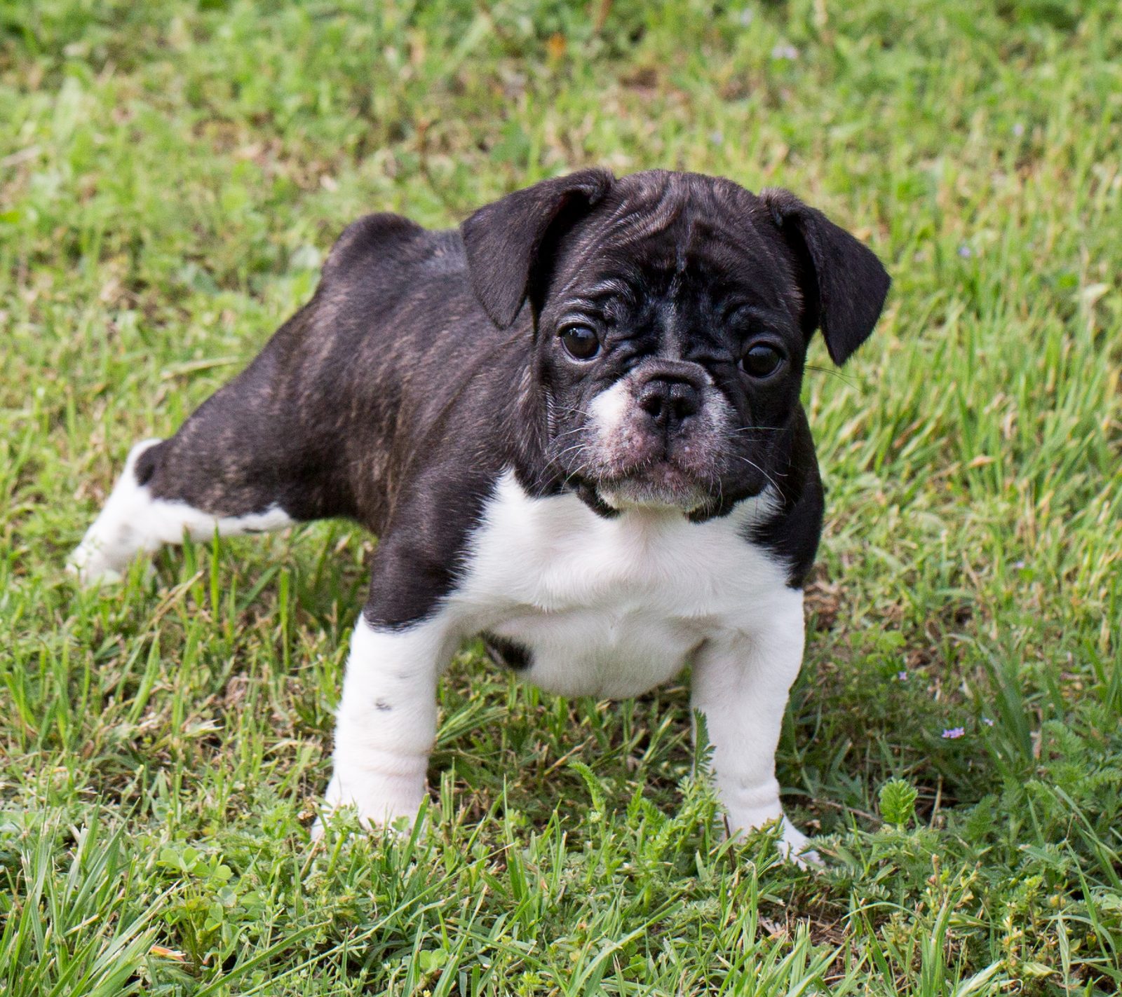 Close-up van een Franse bulldog puppy met karakteristiek korte snuit