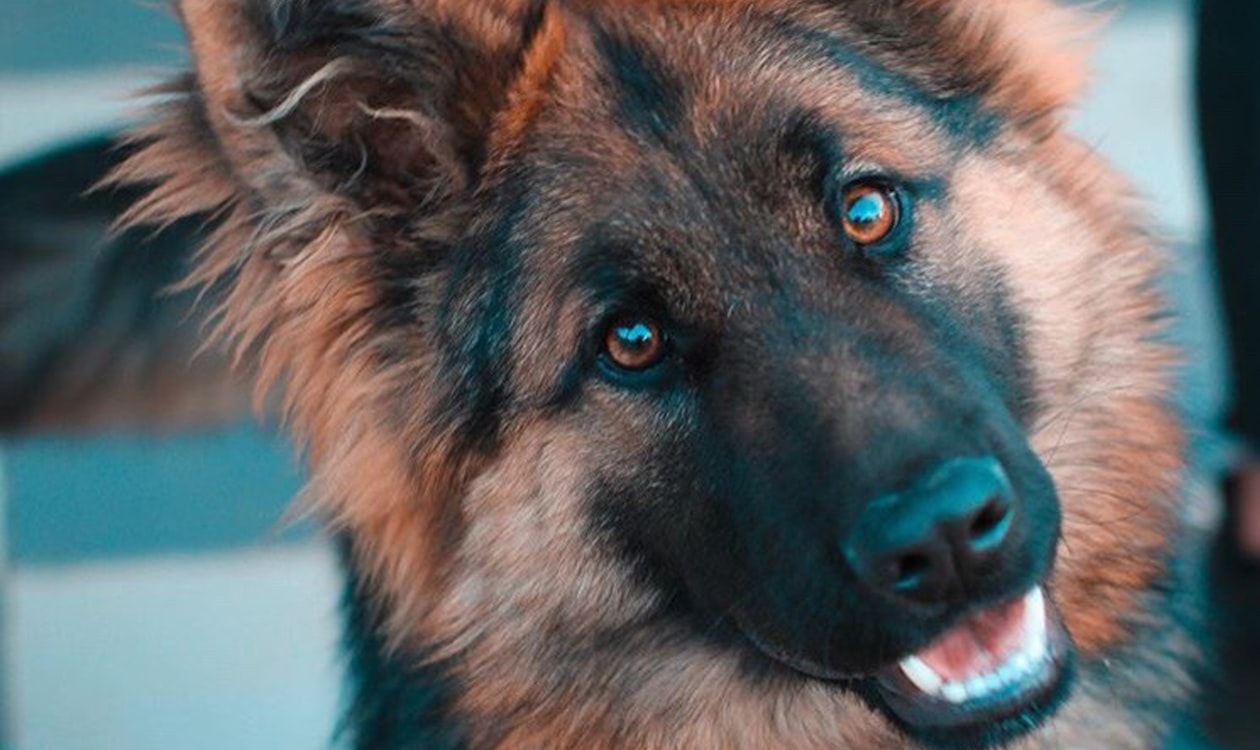 Bovenaanzicht van een witte voerbak met bereide hondenvoeding op een houten ondergrond