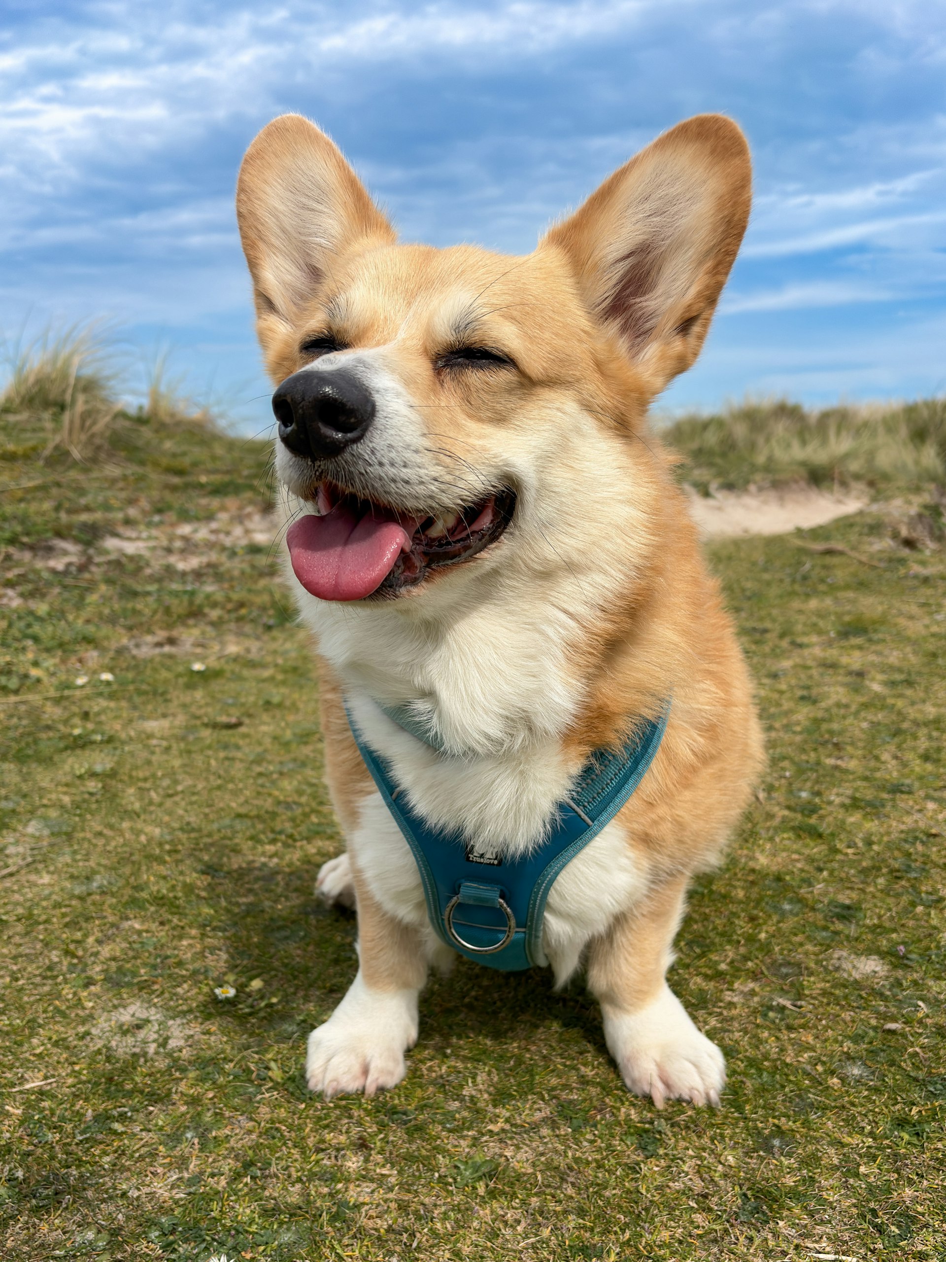 Waarom stinkt mijn hond? Oorzaken van vachtgeur en oplossingen