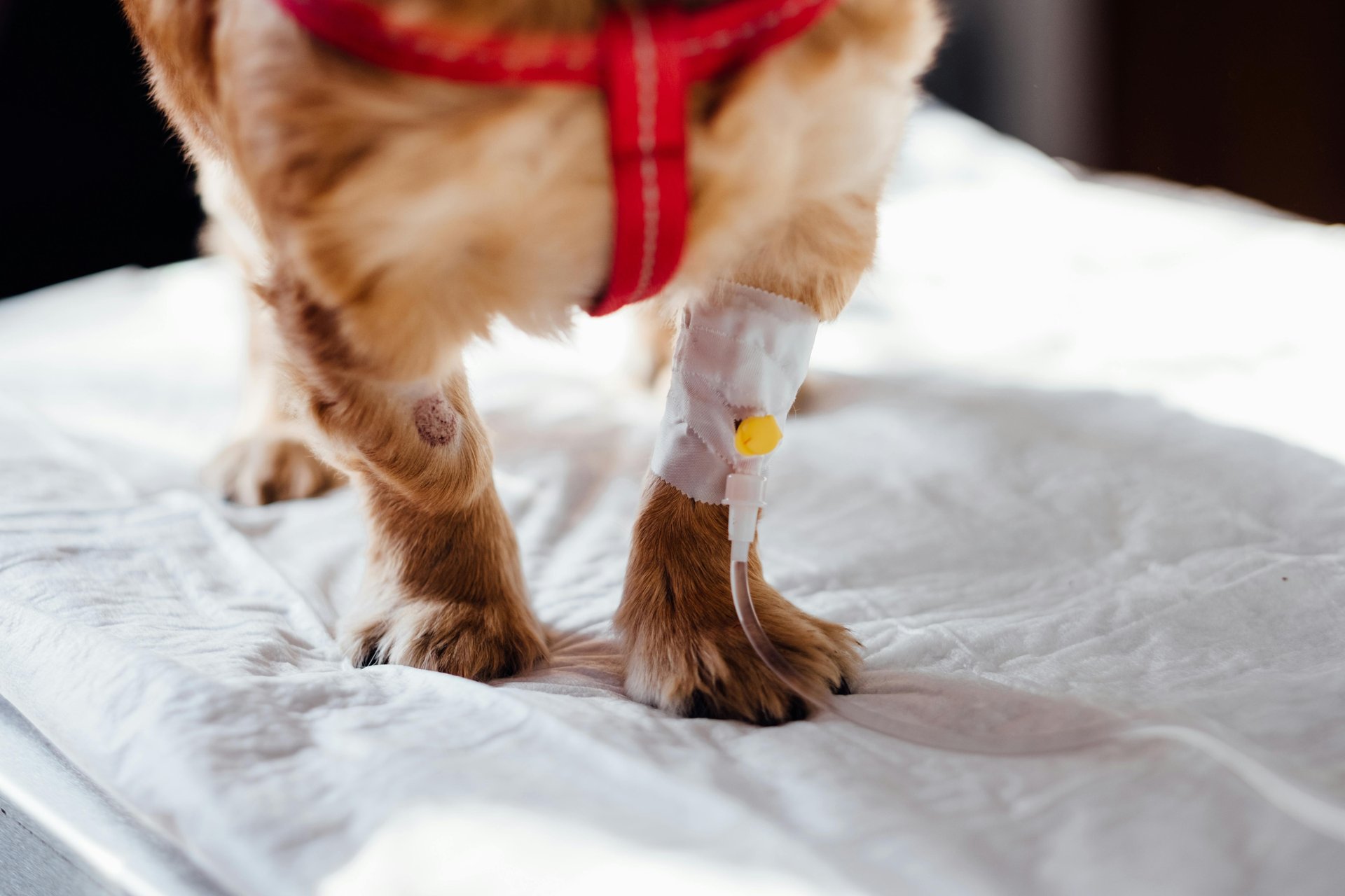 Kleine hond krijgt infuus bij dierenarts — vochttherapie bij hemorragische gastro-enteritis (HGE/AHDS) is levensreddend