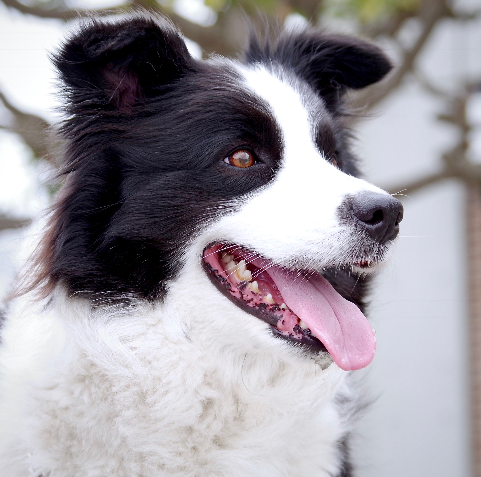 Border collie hijgt zwaar in de zon — typisch eerste teken van hittestress bij honden