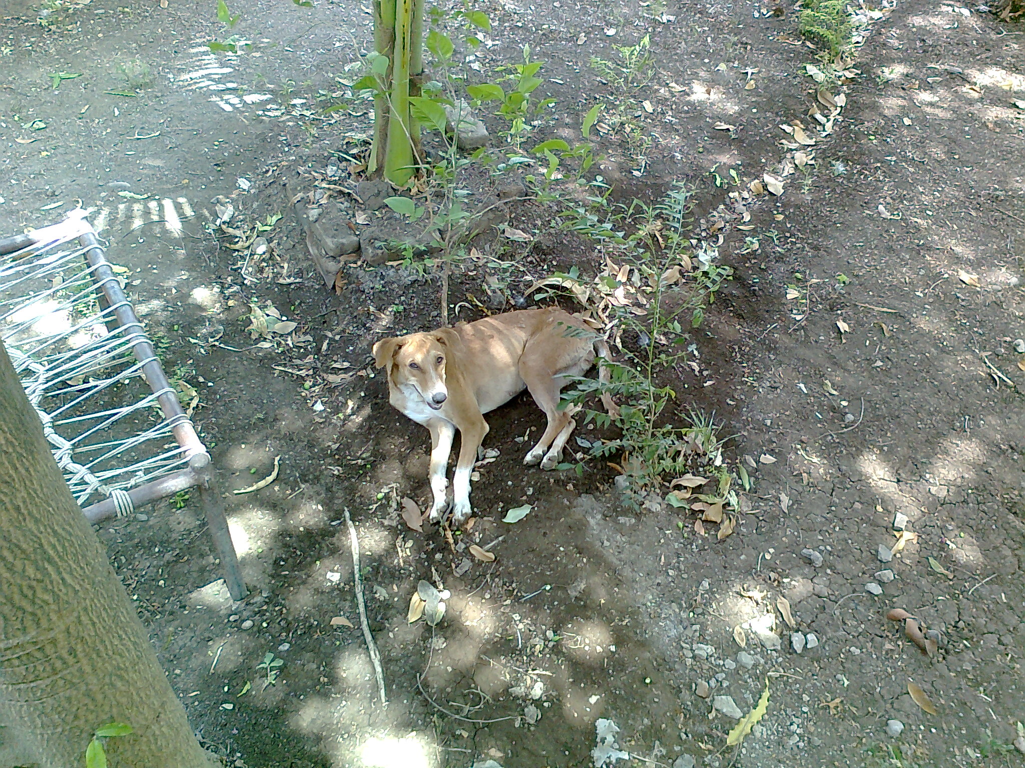 Hond koelt zichzelf af op nat gras in de schaduw als preventie tegen oververhitting