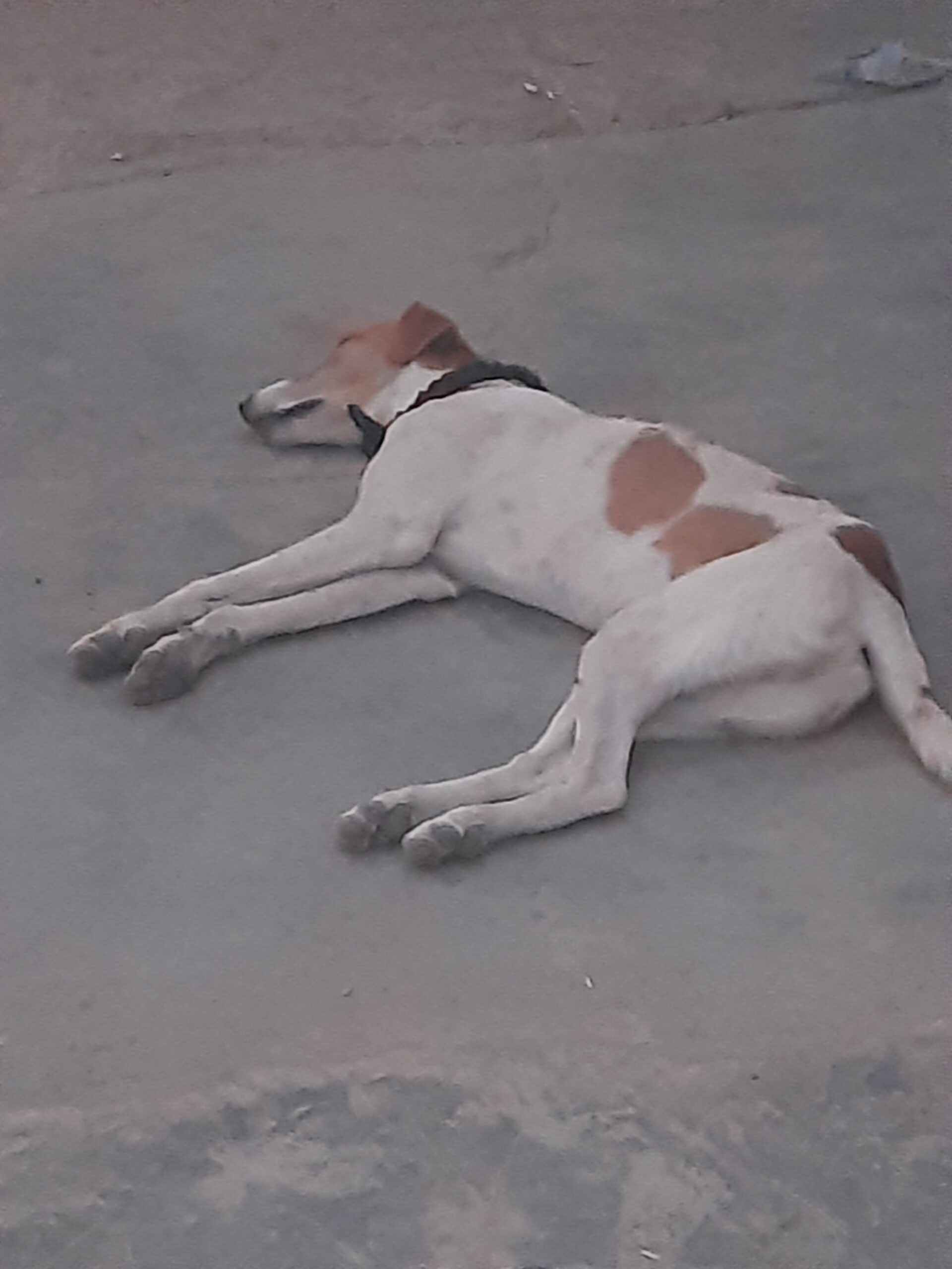 Hond ligt loom op koele vloer, een vroeg waarschuwingssignaal voor hittestress