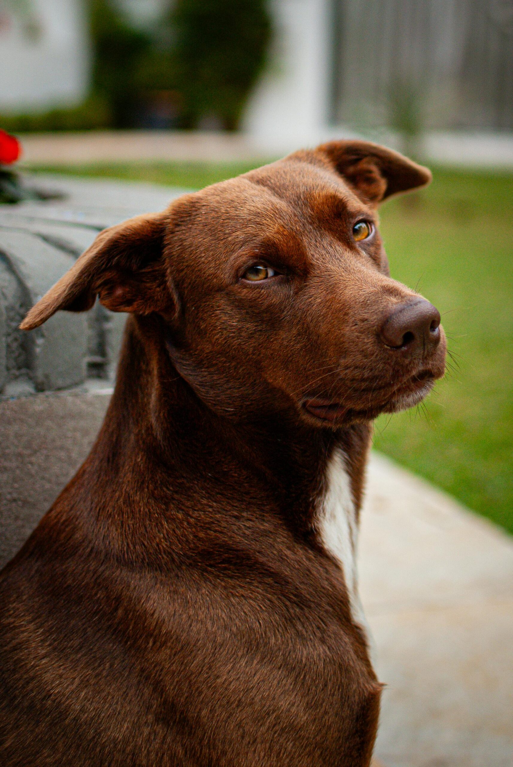Bruine hond kijkt aandachtig naar zijn baas tijdens training
