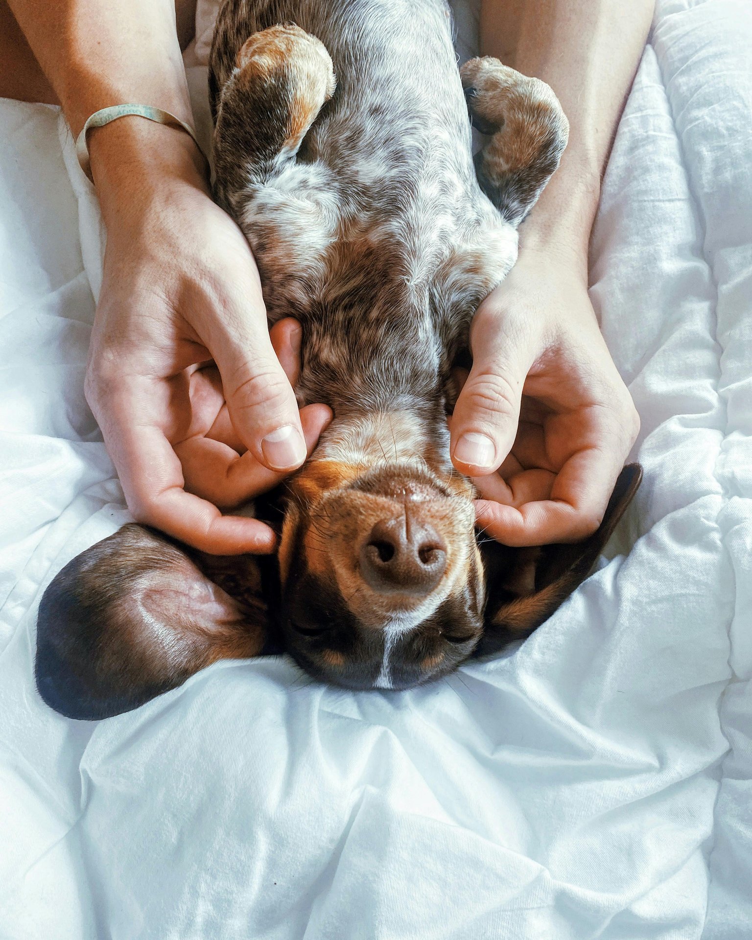 Teckel op de rug met buik en okselplooien zichtbaar — de typische locaties waar hyperpigmentatie eerst verschijnt