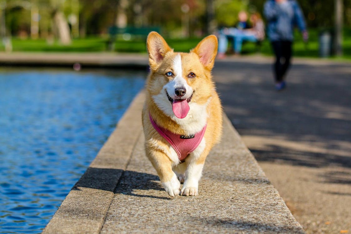 Pembroke Welsh Corgi snuffelt aan de rand van een sloot — typische besmettingsplek voor leptospirose