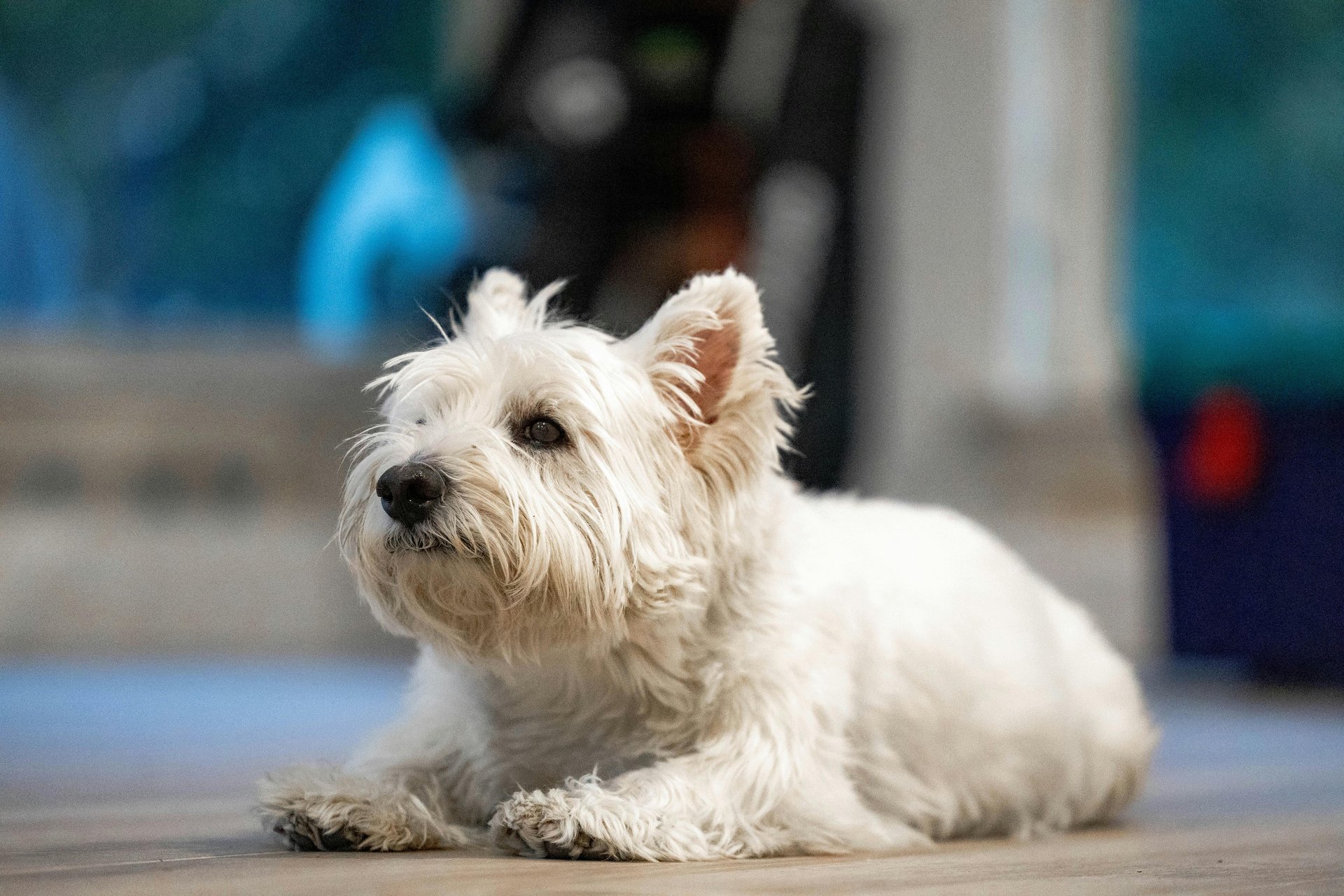 West Highland White Terrier rustend op vloer — een van de rassen met verhoogd risico op longfibrose