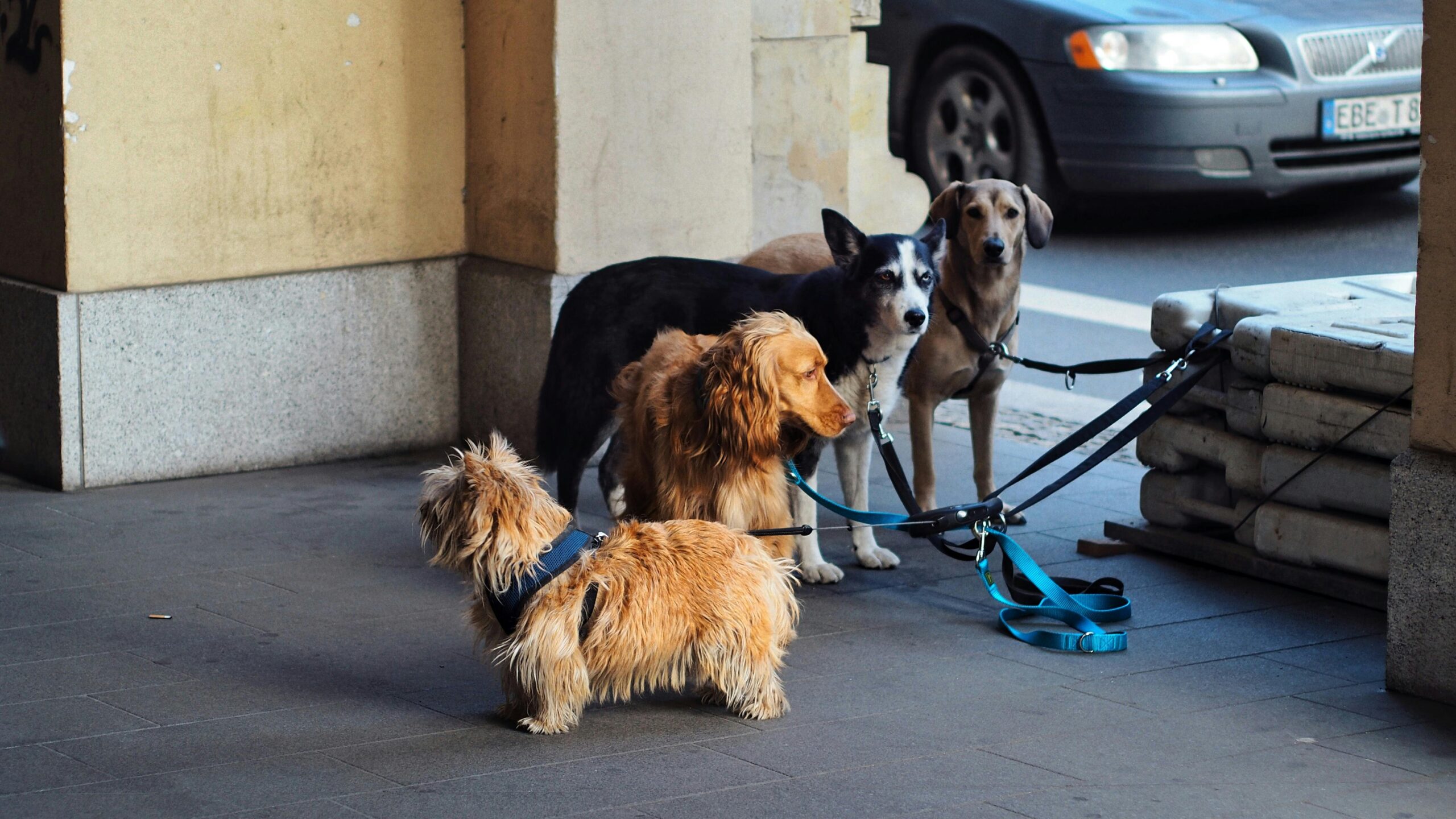 Vier verschillende populaire hondenrassen op een rij — Norwich Terrier, Irish Setter, Husky en Labrador