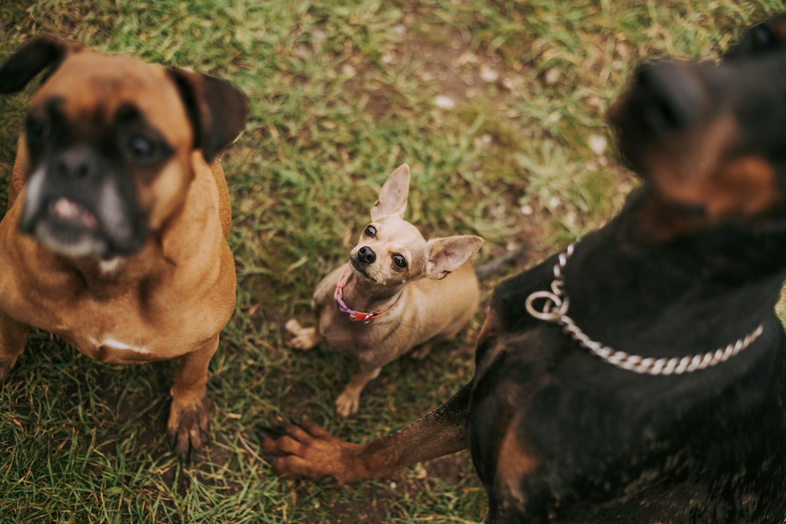 Drie verschillende honden zitten samen op een grasveld in een park