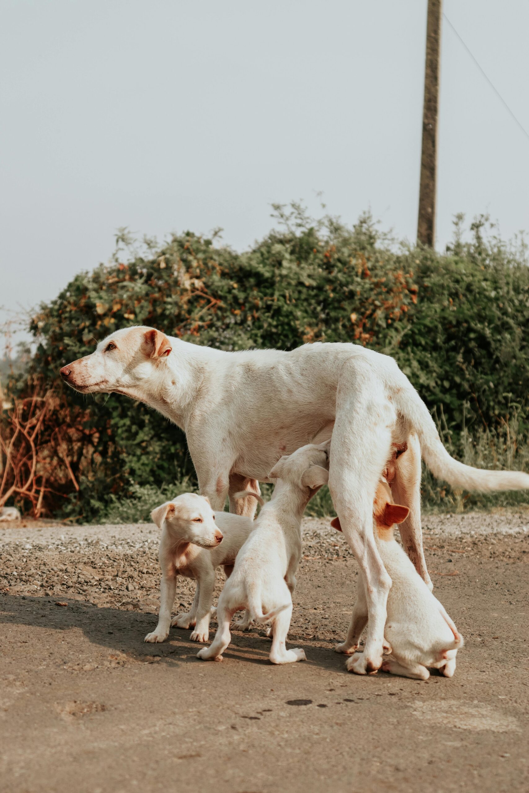 Moederhond met haar puppy's in het nest — natuurlijk moeder-pup-gedrag
