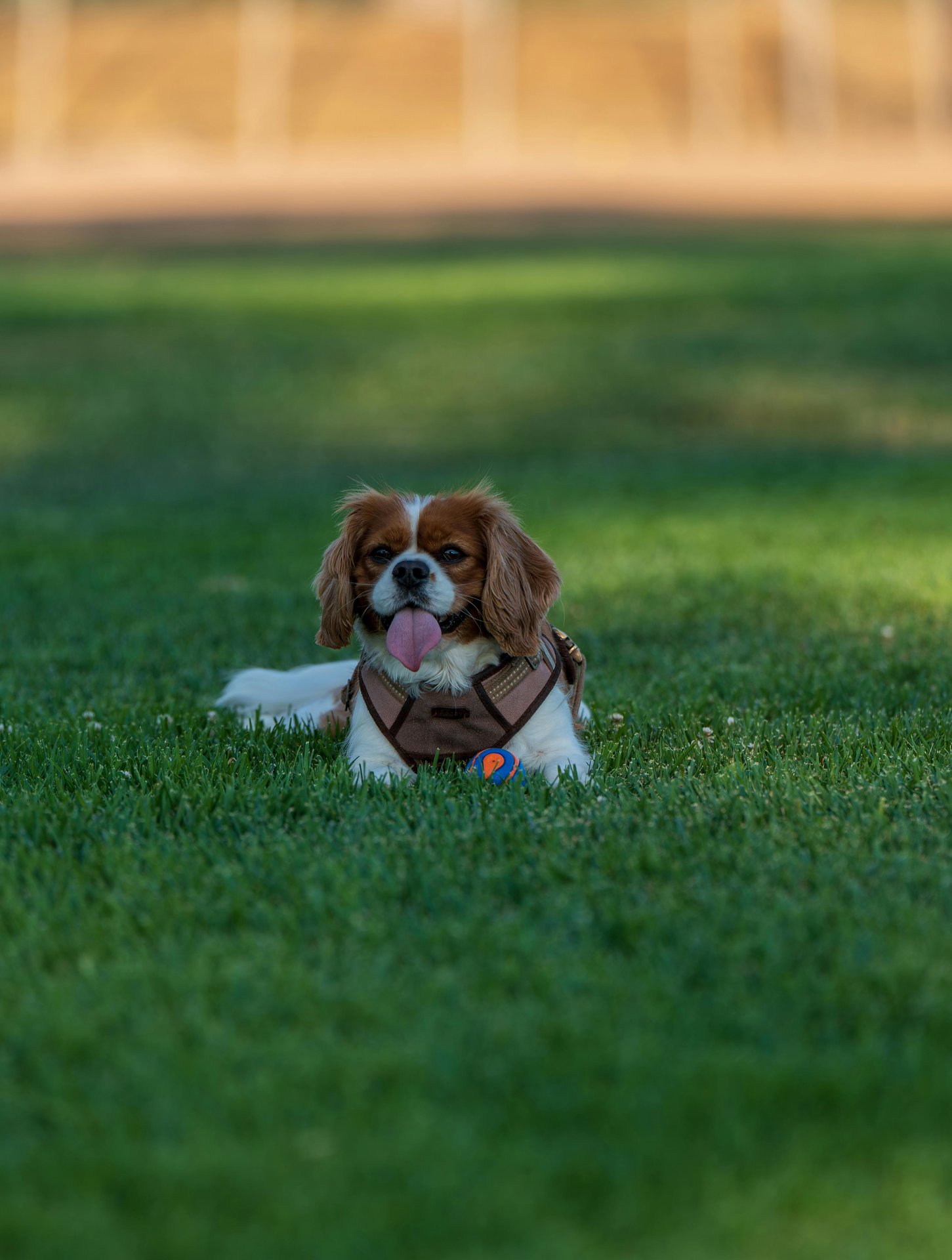 Cavalier King Charles Spaniel ligt rustig in het gras — ras met verhoogd risico op mitralisklep-insufficiëntie