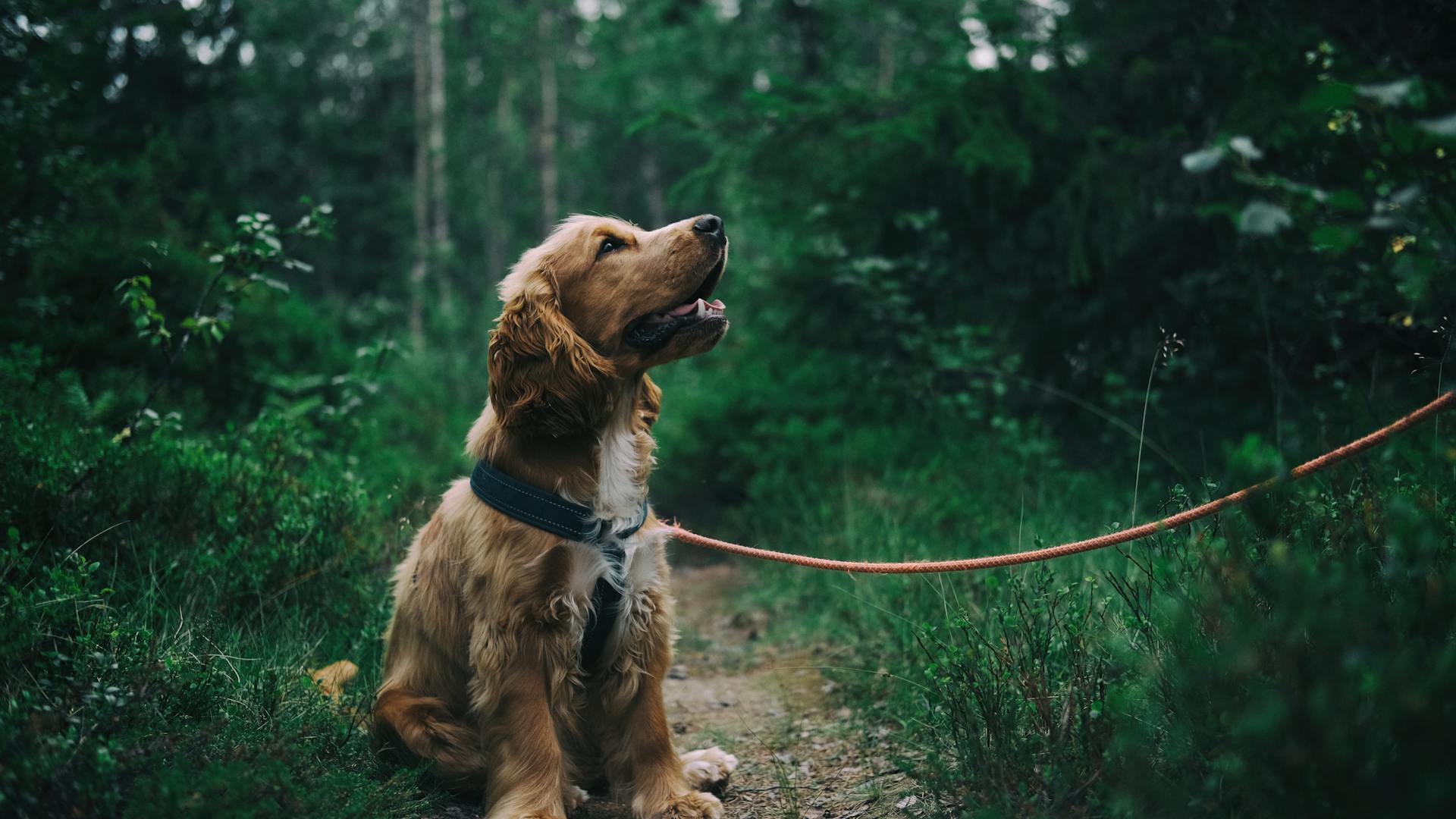 Cocker spaniel puppy zit in het groene gras op een voorjaarsdag