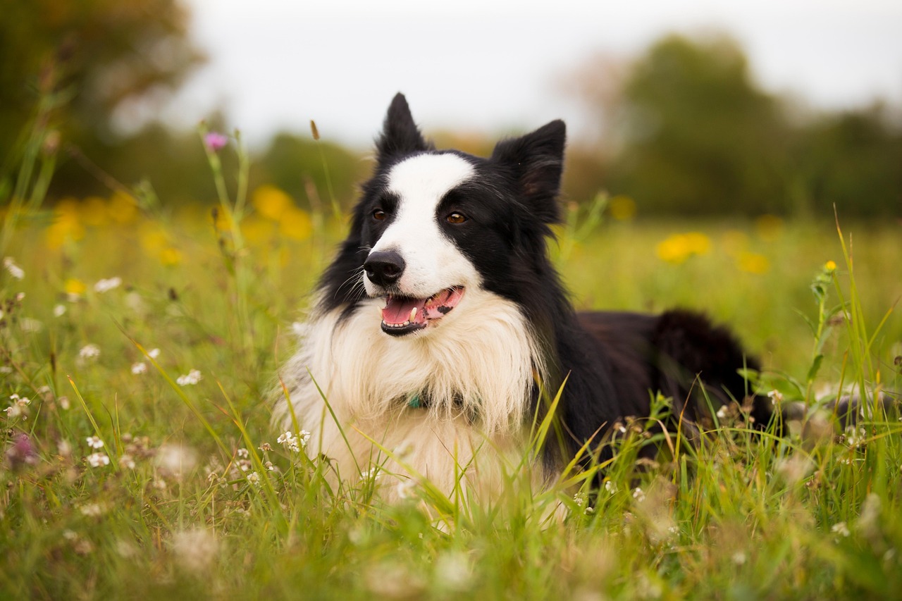 Grasaren bij honden: zo herken je ze per lichaamsdeel + 60-seconden check-routine
