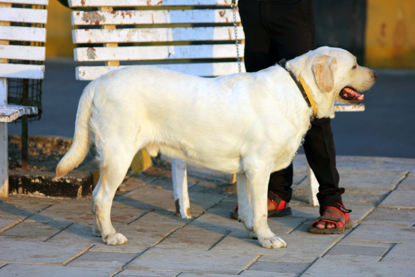 Gezonde gele Labrador Retriever in zijaanzicht met glanzende vacht — kale plekken bij je hond