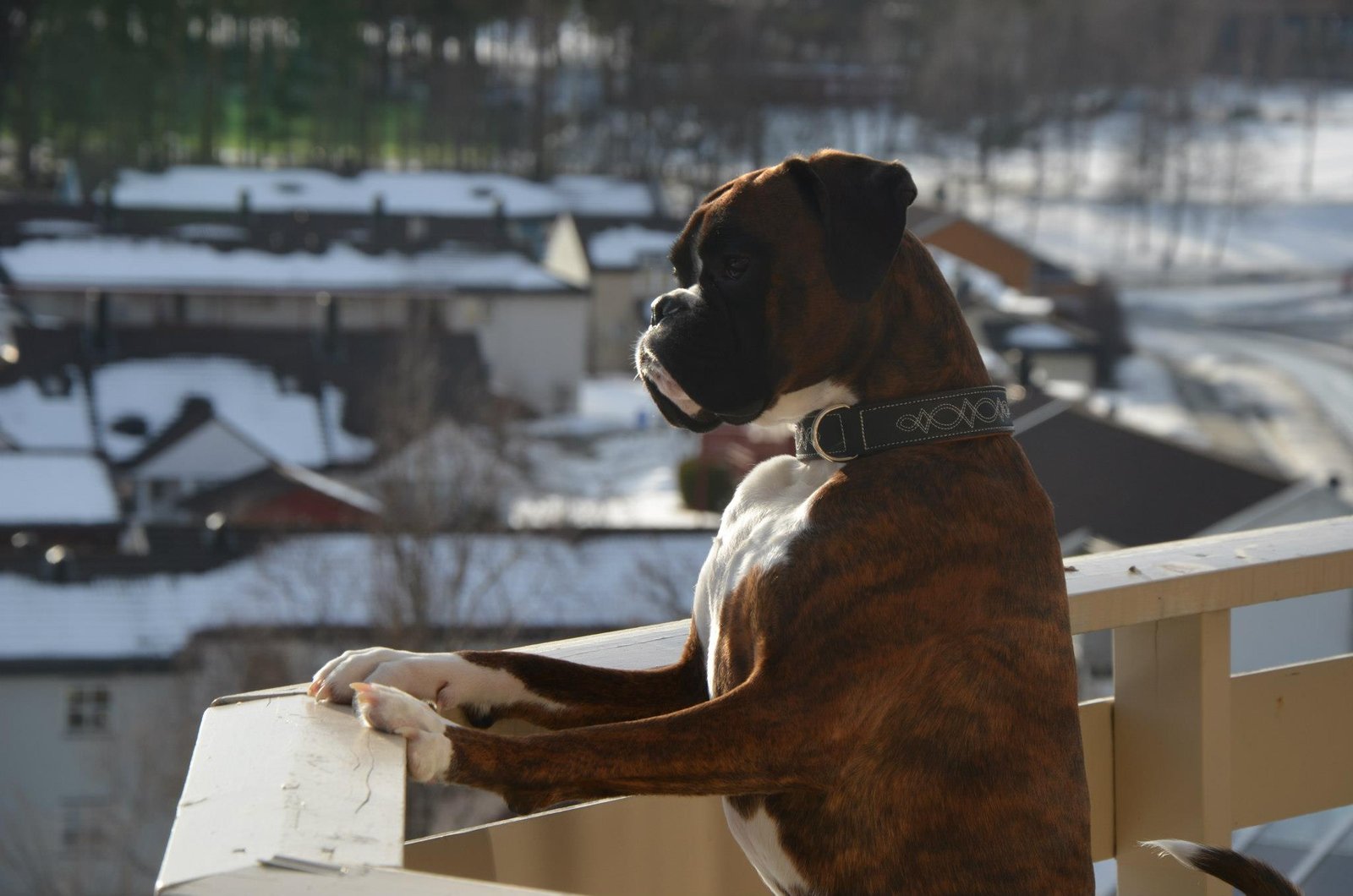 Brindle Boxer korthaar in zijaanzicht — locaties van kale plekken bij hond zoals flanken en buik