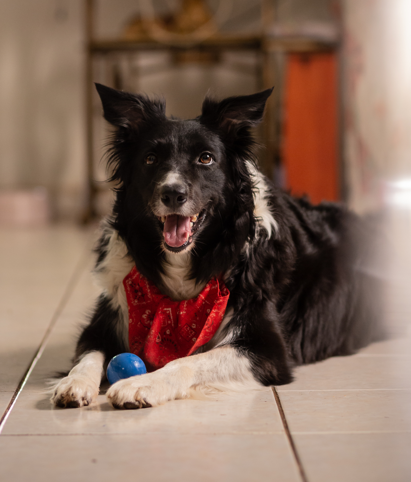 Rustig liggende Border Collie — de meeste honden herstellen thuis van kennelhoest