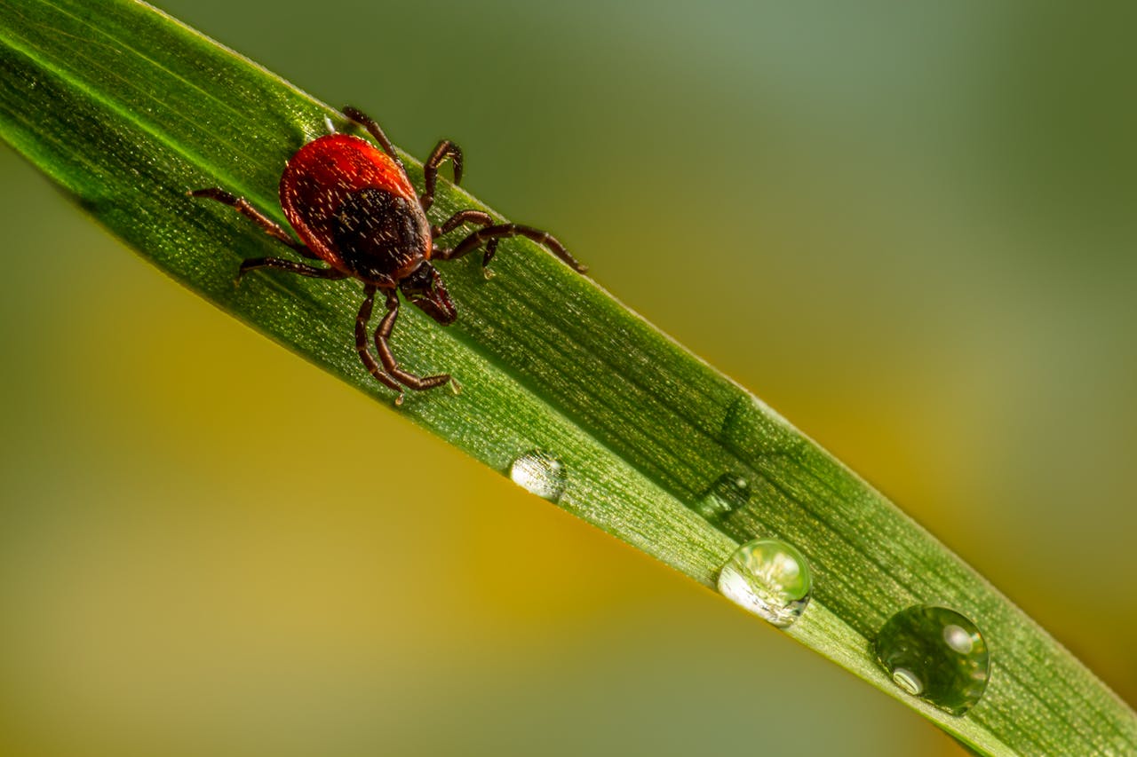 Teek op een blad, zoals de bonte hondenteek die babesiose overbrengt