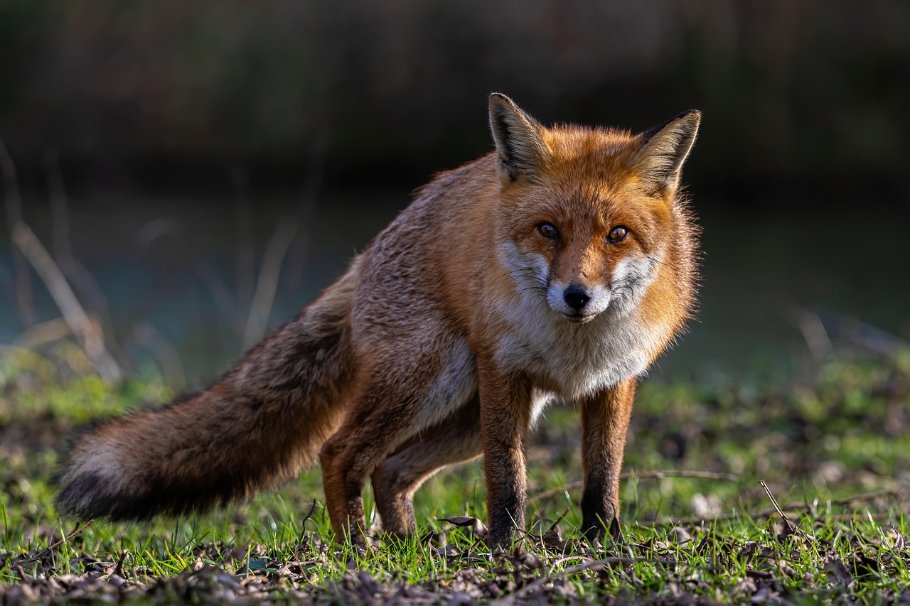 Rode vos in het bos, drager van de vossenlintworm in Nederland
